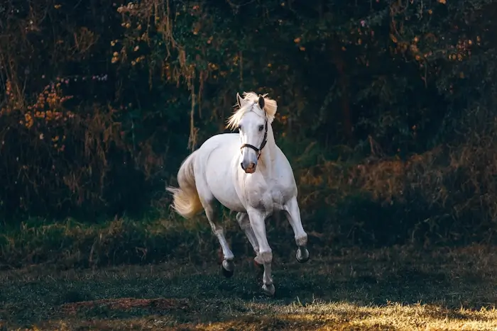 liste films avec des chevaux